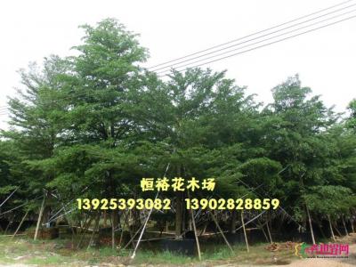 小叶榄仁